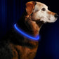 LED Dog Collar - USB Rechargeable Glowing Pet Collar for Night Safety