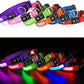 Dog Collars - Waterproof LED Rechargeable Dog Collar