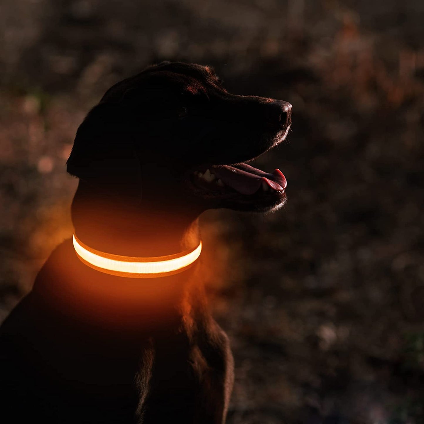 Dog Collars - Waterproof LED Rechargeable Dog Collar