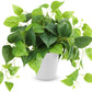 Artificial Plants with Plastic Pot for Home and Office Decor