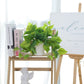 Artificial Plants with Plastic Pot for Home and Office Decor