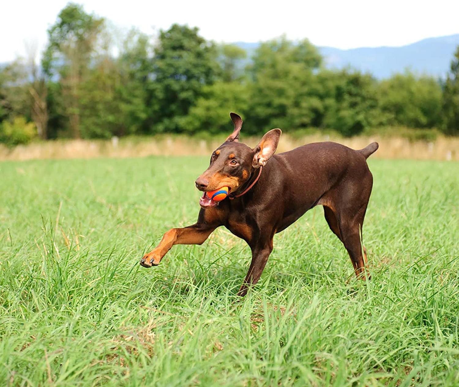 Chuckit - Dog Ball Dog Toy