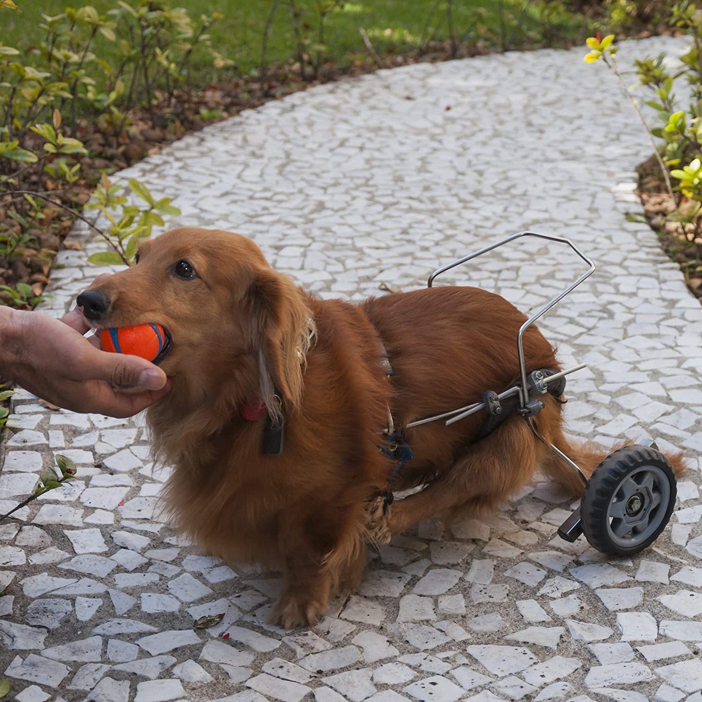 Chuckit - Dog Ball Dog Toy