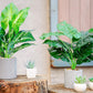 Artificial Plants - Fake Faux Plants Artificial Indoor Potted Plants