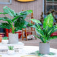 Artificial Plants - Fake Faux Plants Artificial Indoor Potted Plants